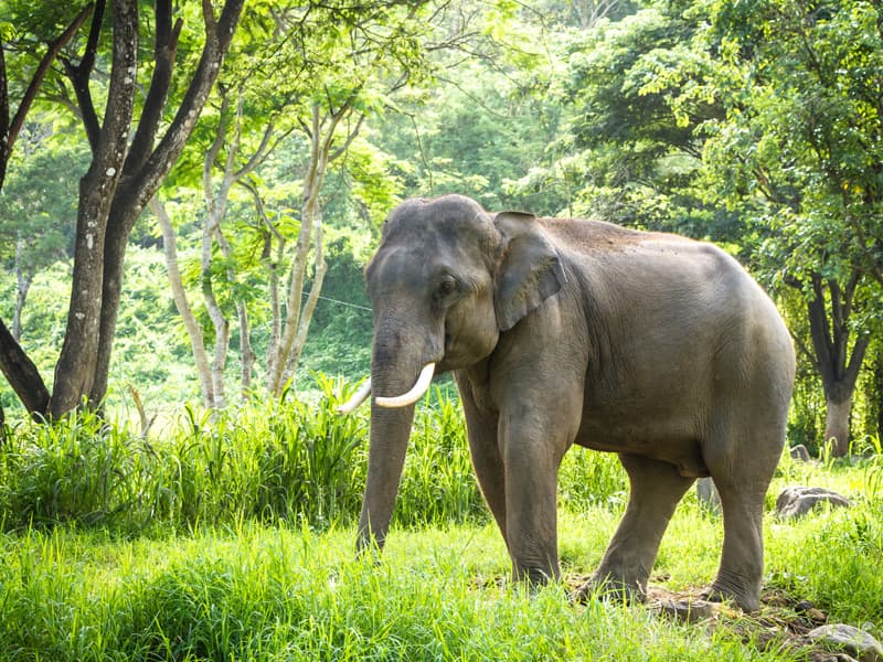 Wildlife and national parks in Tamil Nadu