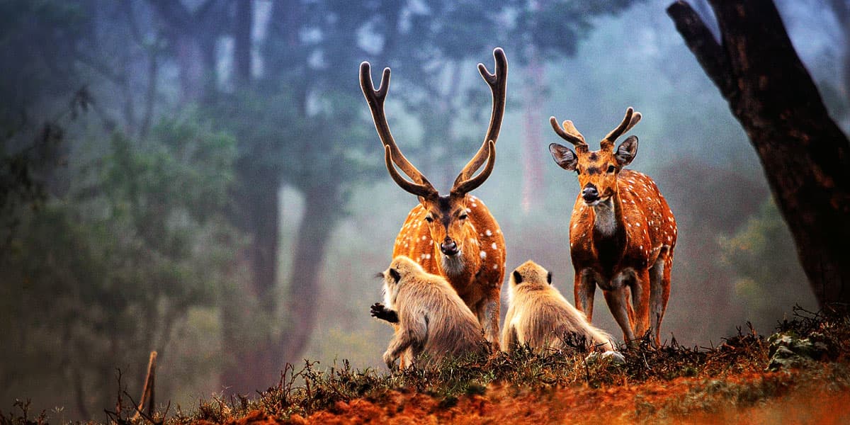 Wildlife