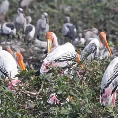 Vedanthangal Bird Sanctuary