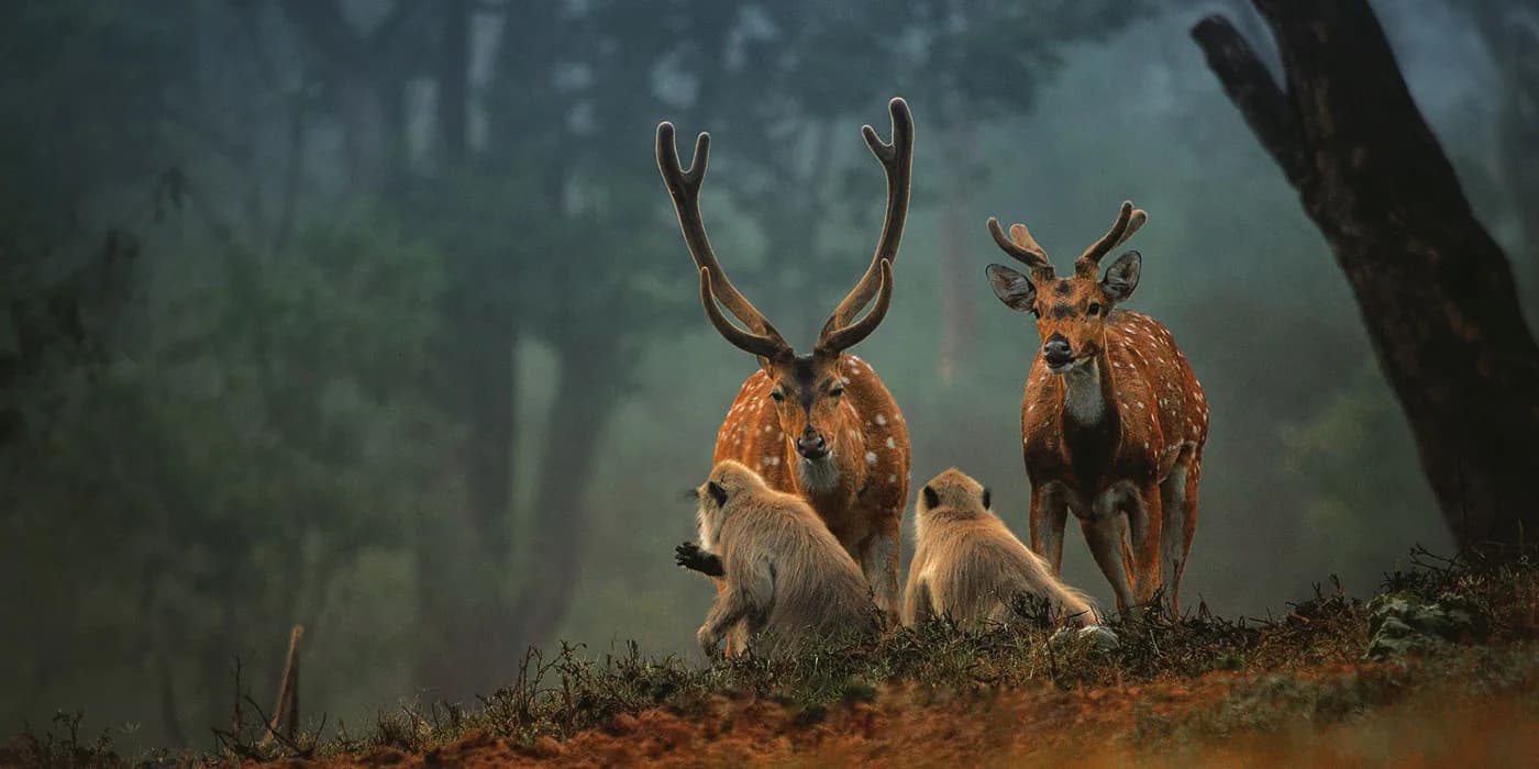 Mudumalai Adventure