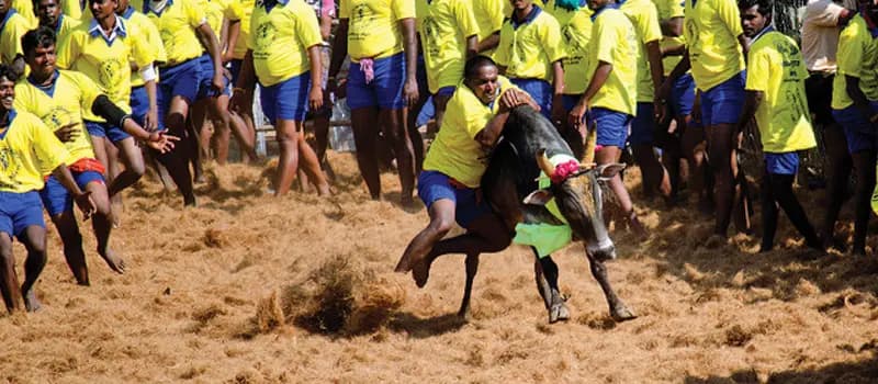 Jallikattu (Bull Fight)