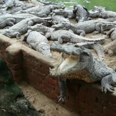 Crocodile And Snake Bank