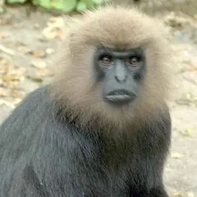 Indira Gandhi wildlife