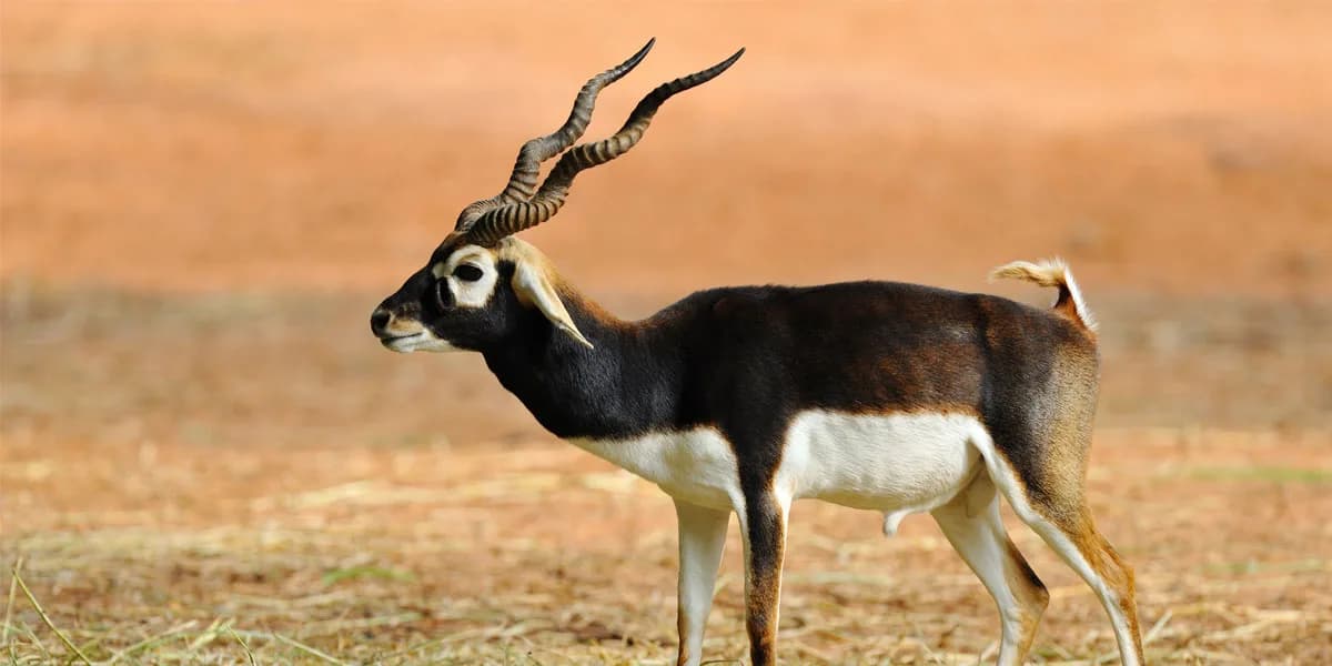 Vallanadu wildlife