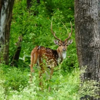 Mudumalai Wildlife Photography