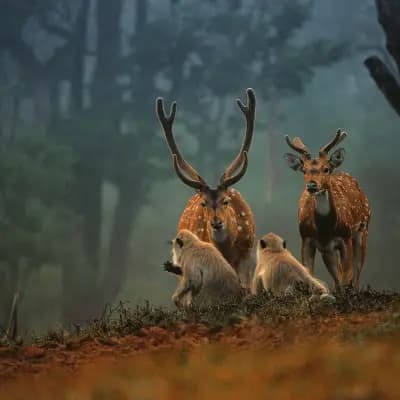 Mukurthi National Park