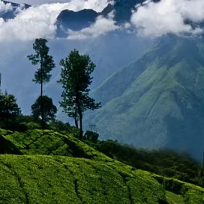 Wilderness Of Nilgiri