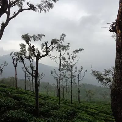 Tea Park
