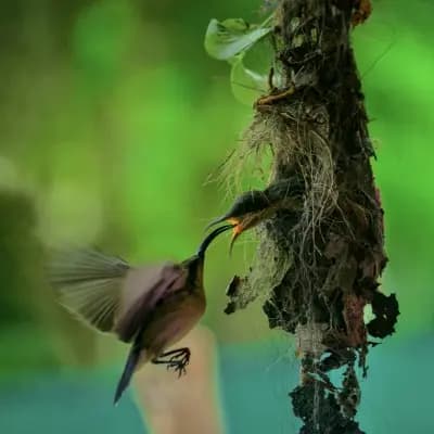 Vadavoor Bird Sanctuary