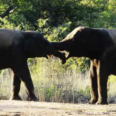 Arignar Anna Zoological Park