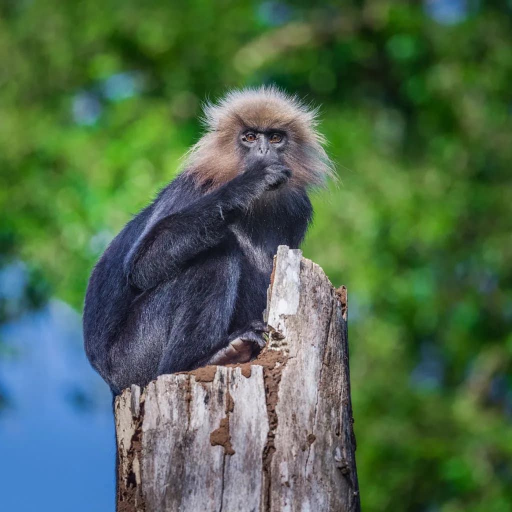 Anamalai Tiger Reserve gallery image 1