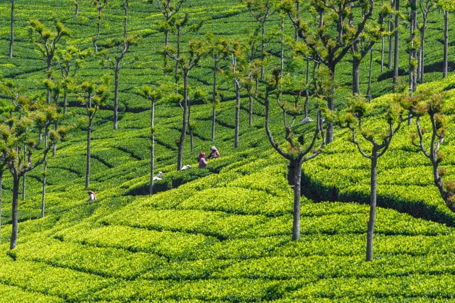 Doddabetta Peak: The Highest Point in Tamil Nadu gallery image 5