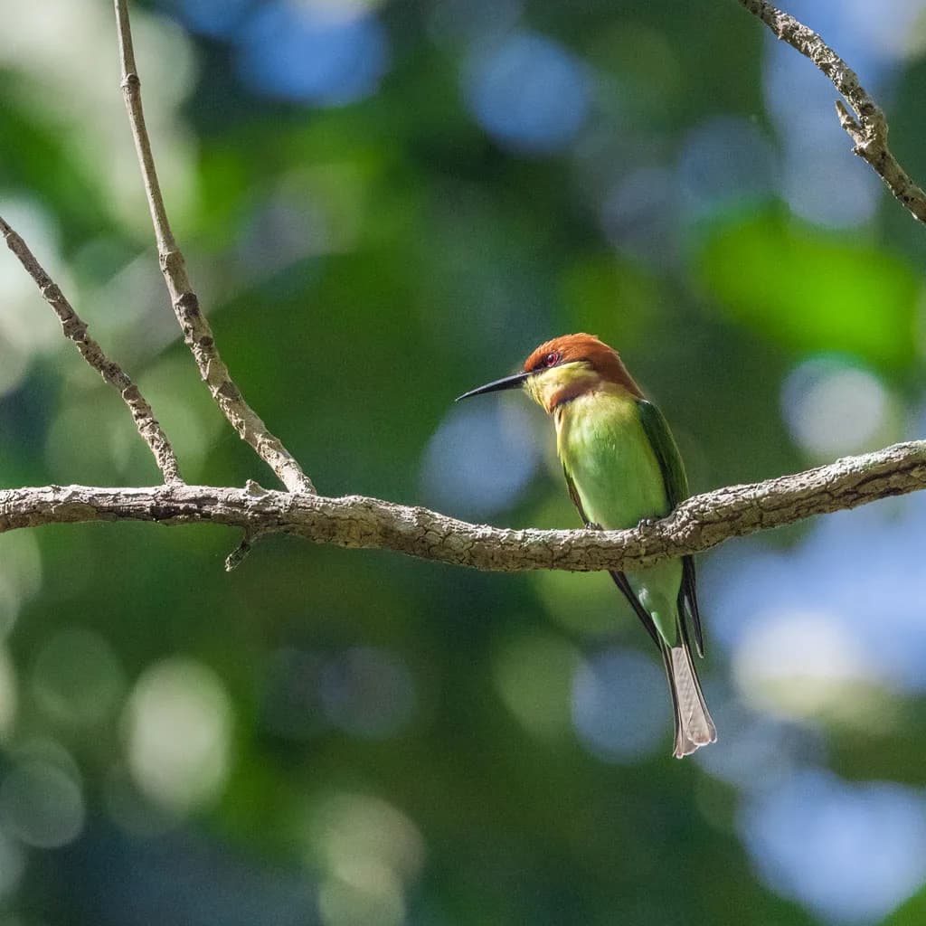 Indira Gandhi wildlife sanctuary gallery image 3