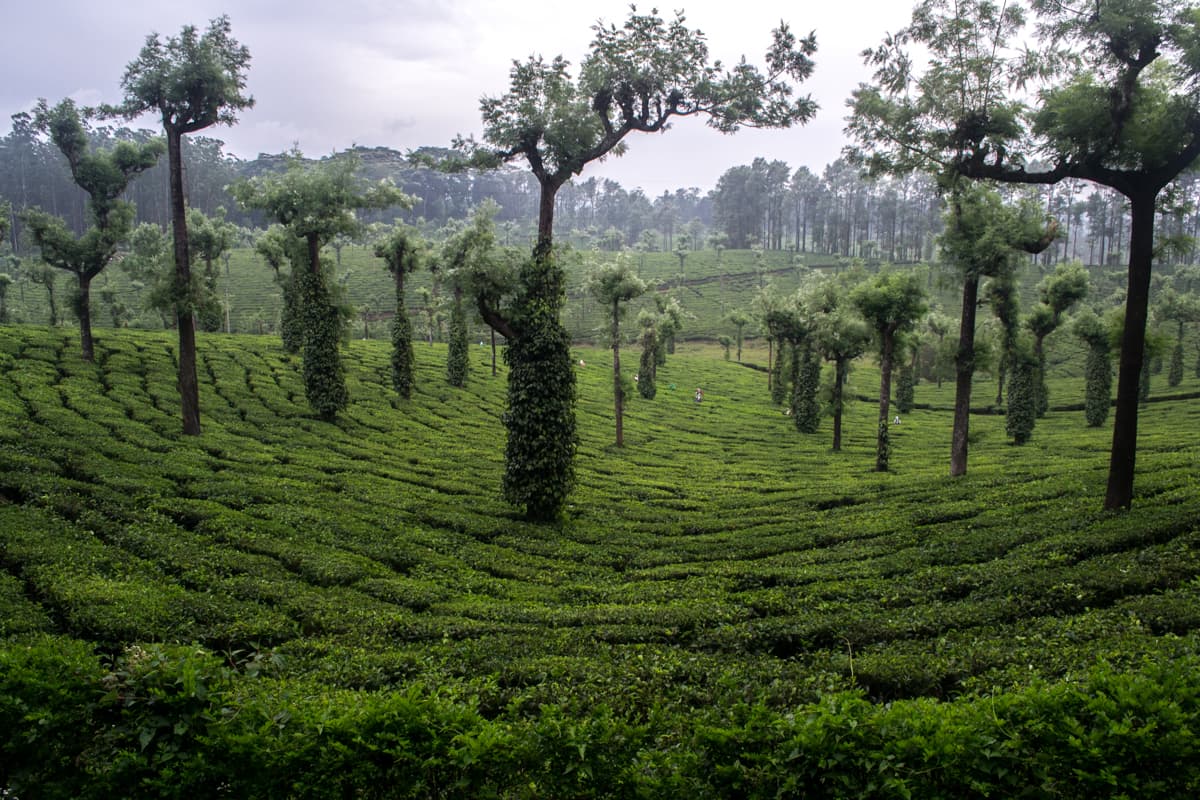 Valparai Hill Station - Tamilnadu gallery image 1
