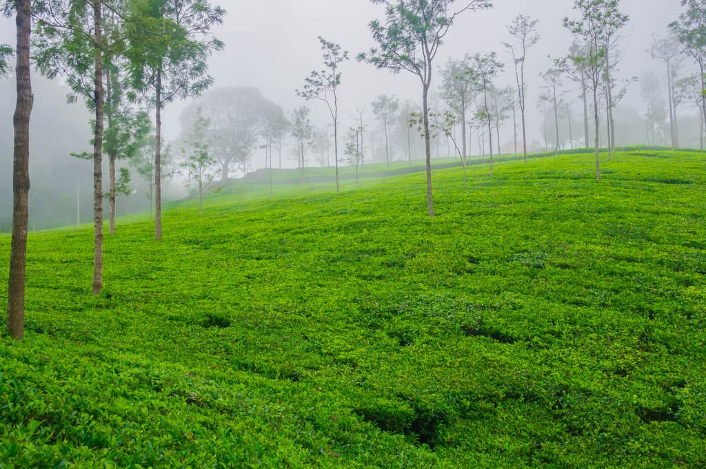 Coonoor Hill Station gallery image 2