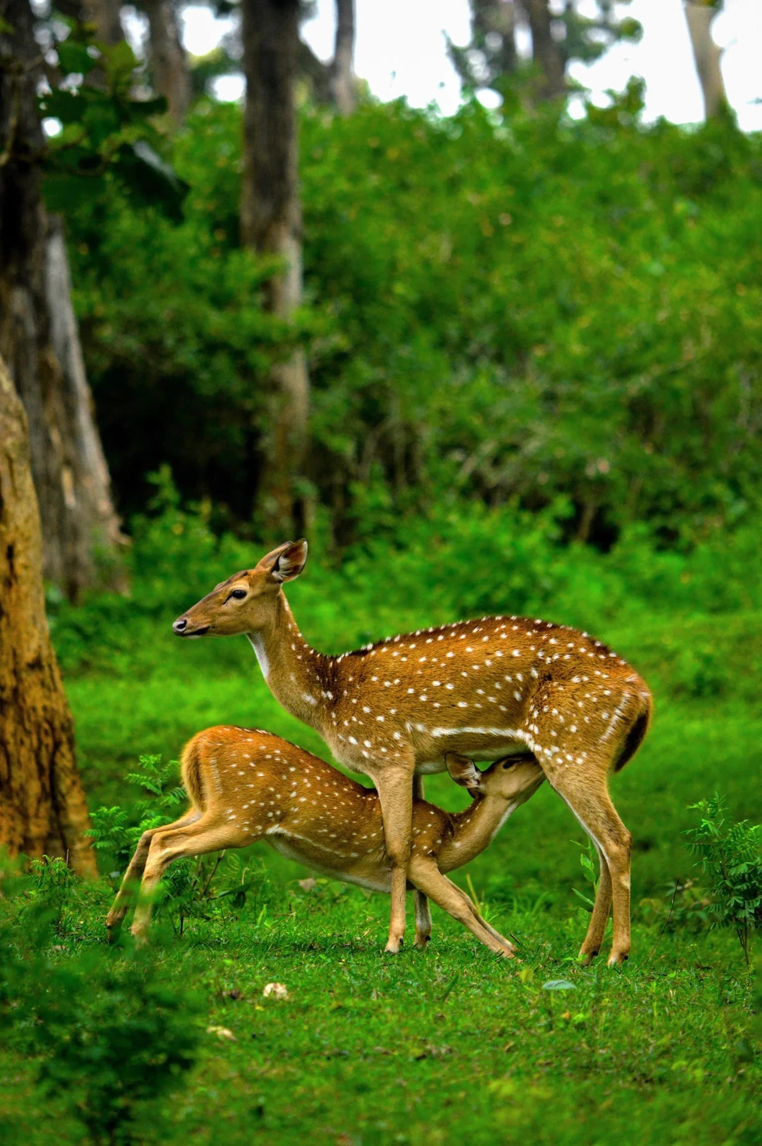 Mudumalai Adventure gallery image 1