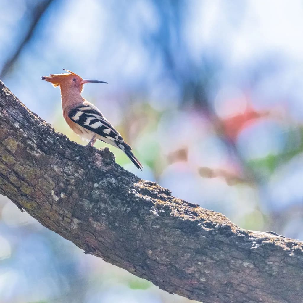 Anamalai Tiger Reserve gallery image 2