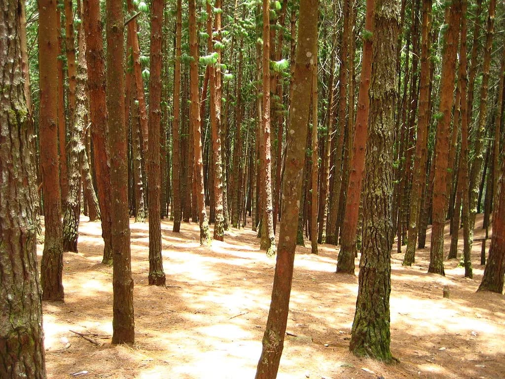 Trekking In Kodaikanal gallery image 3