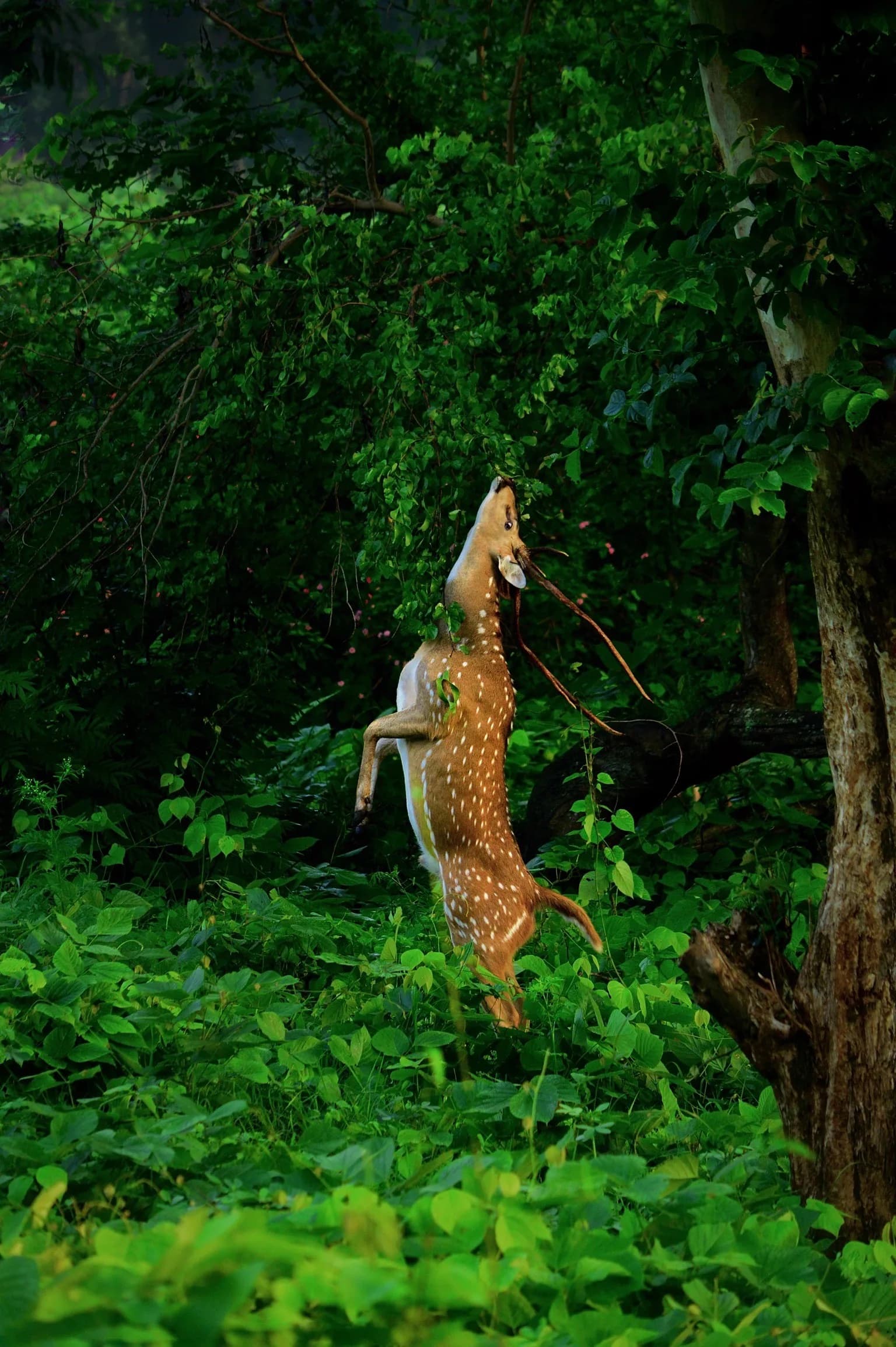 Mudumalai Adventure gallery image 2