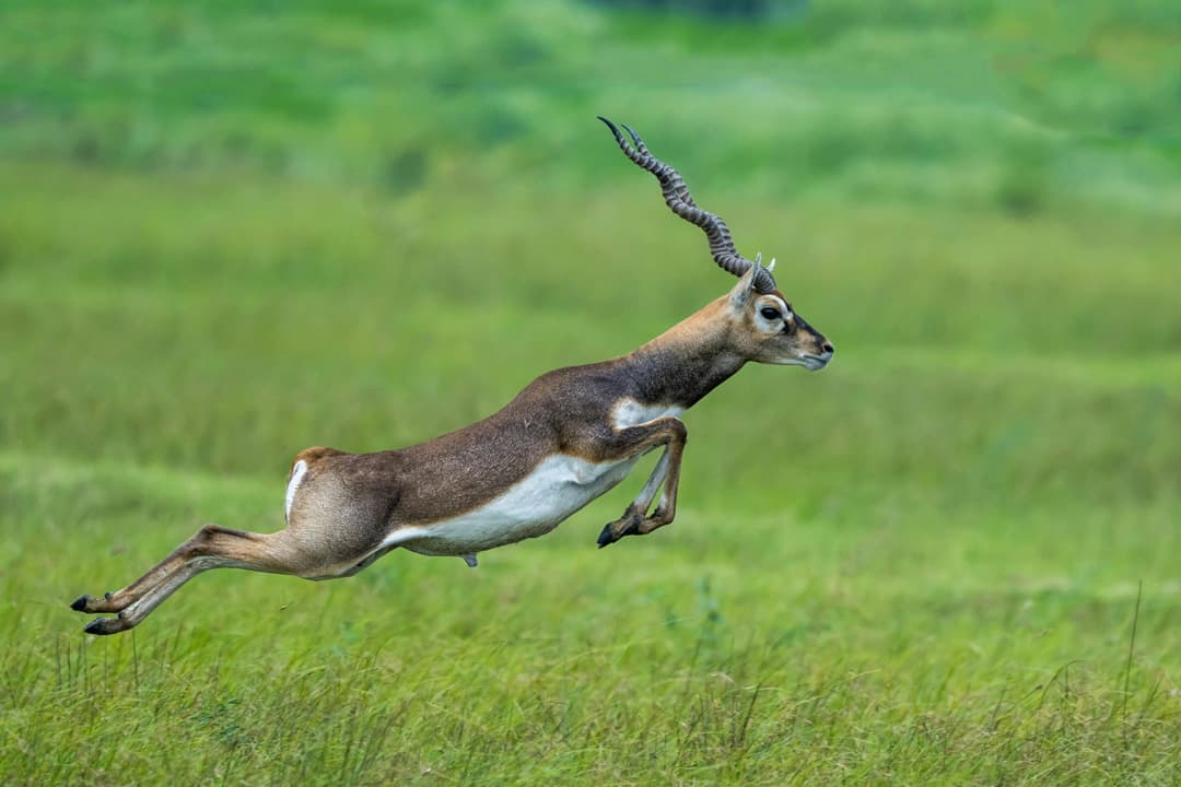 Tamilnadu Wildlife Sanctuaries