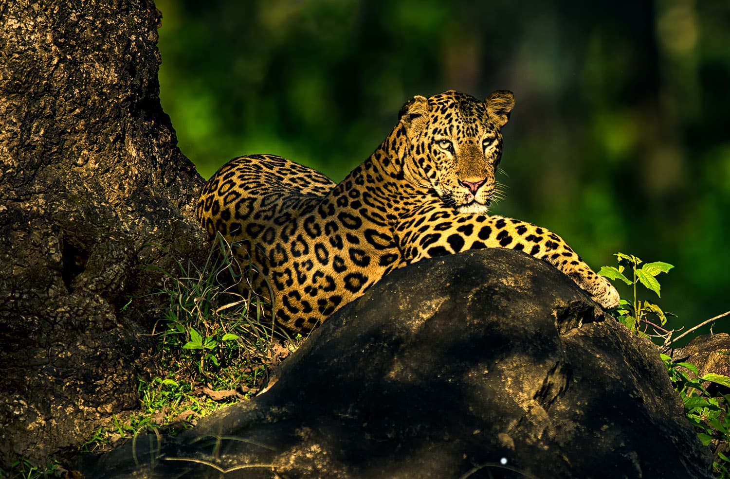 Tamilnadu Wildlife Sanctuaries gallery image
