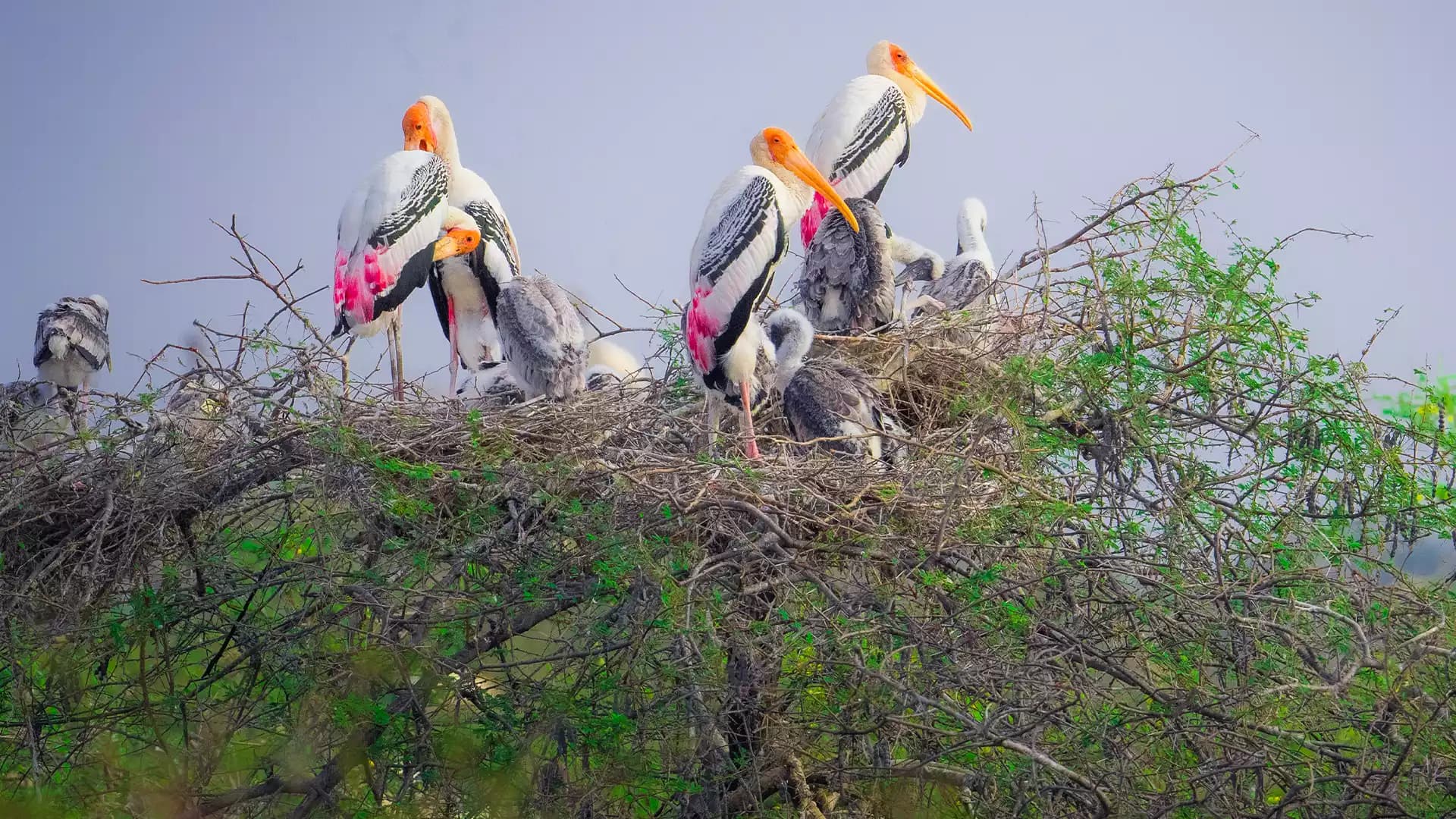 Nature & Wildlife Tours - Tamilnadu Wildlife Sanctuaries