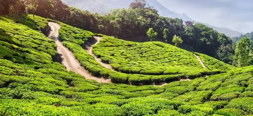 Nilgiris - Enchanting Honeymoon Tour