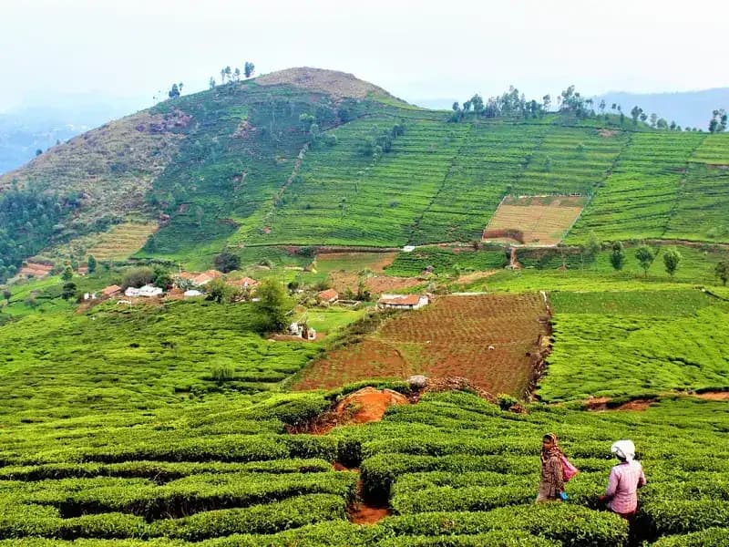 Nilgiris - Short Trip to Honeymoon