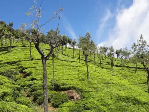 Coimbatore - Glimpse of Ooty Honeymoon