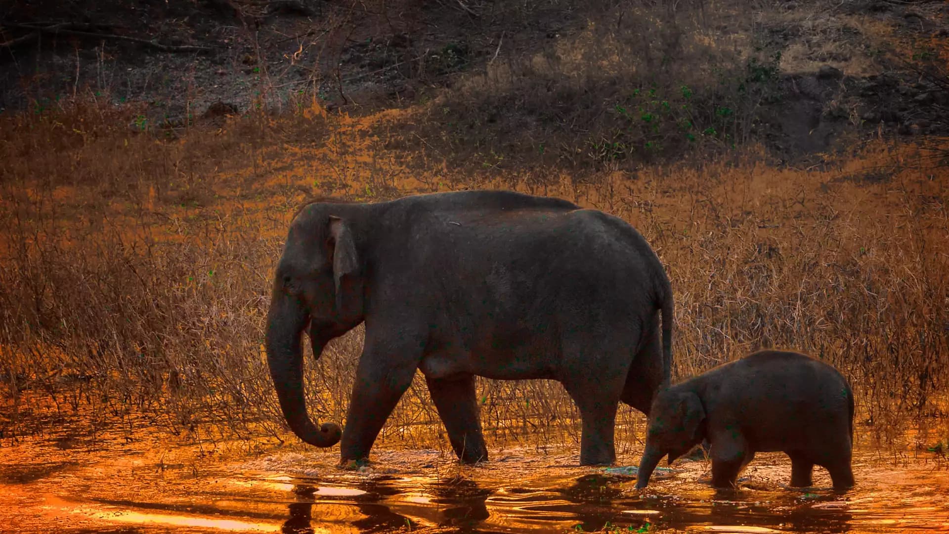 Tour Experience - Tamilnadu Wildlife Sanctuaries