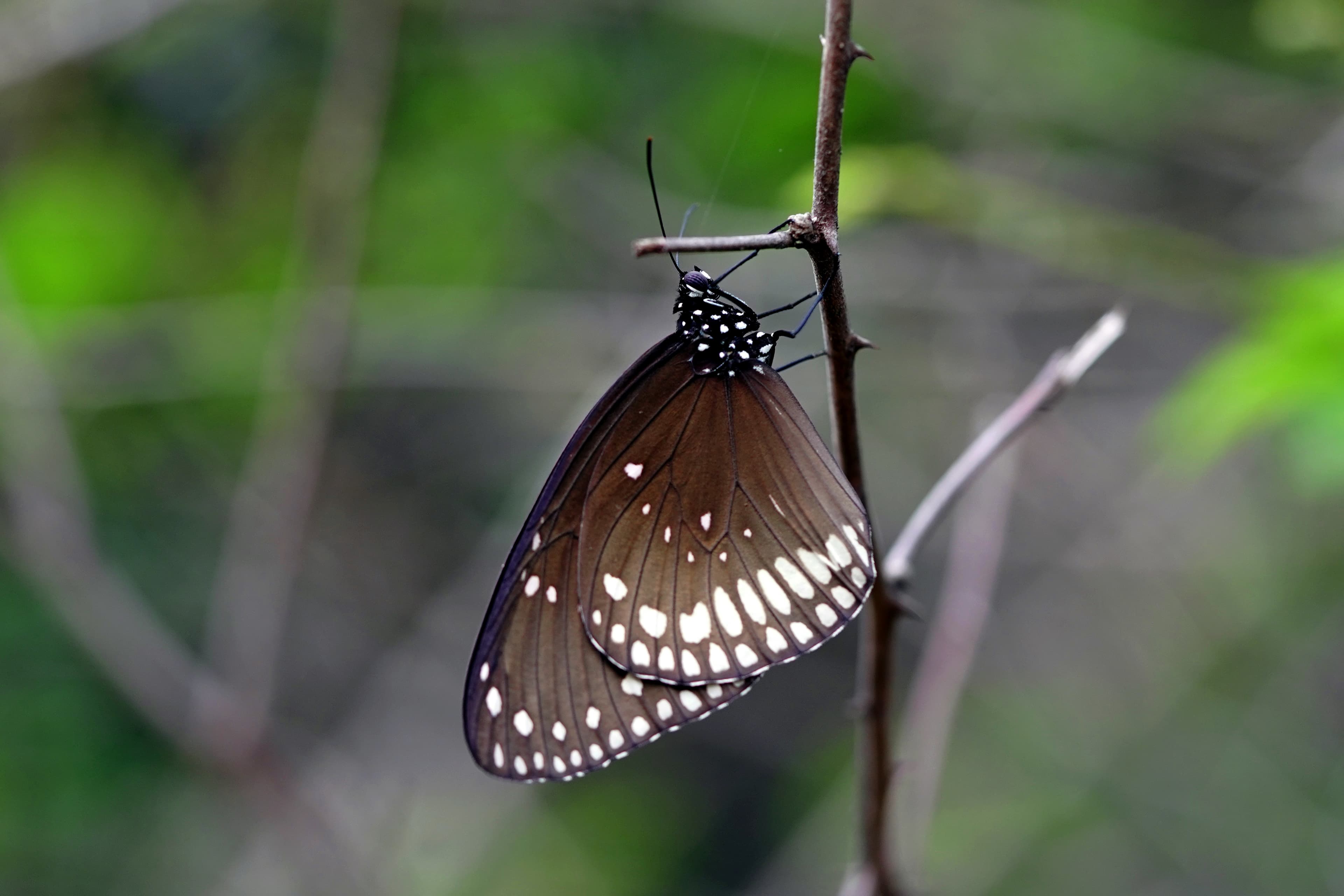 Longwood Shola Trek – Nilgiris - Longwood Shola Trek – Nilgiris