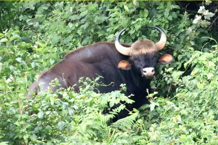 Sembukarai – Perumalmudi Trek - Sembukarai – Perumalmudi Trek