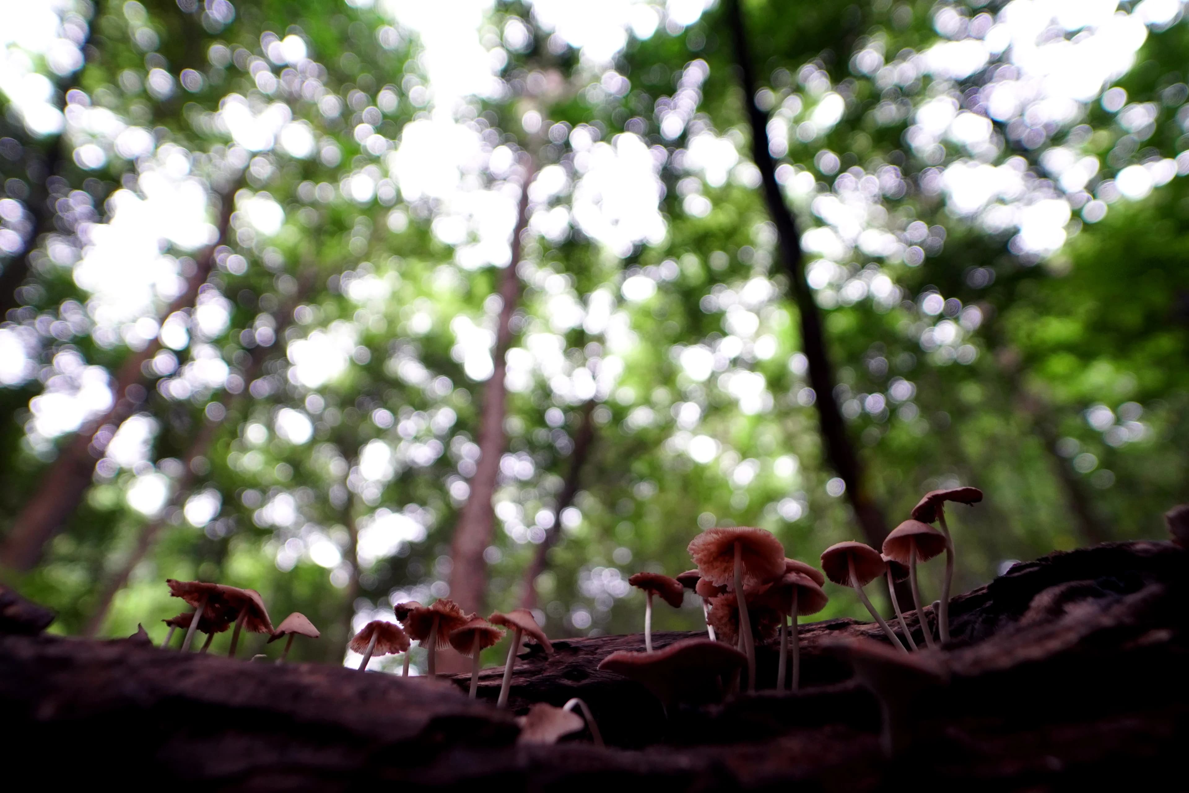 Baraliyar Trek – Coimbatore - Baraliyar Trek – Coimbatore