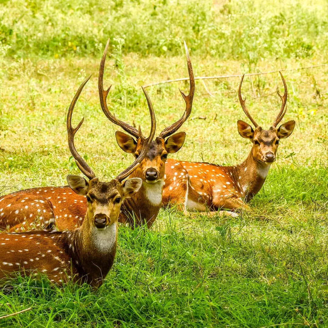 Easy - Yelagiri – Swamimalai Trek