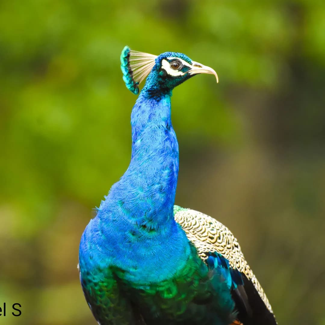 Yelagiri – Swamimalai Trek gallery image