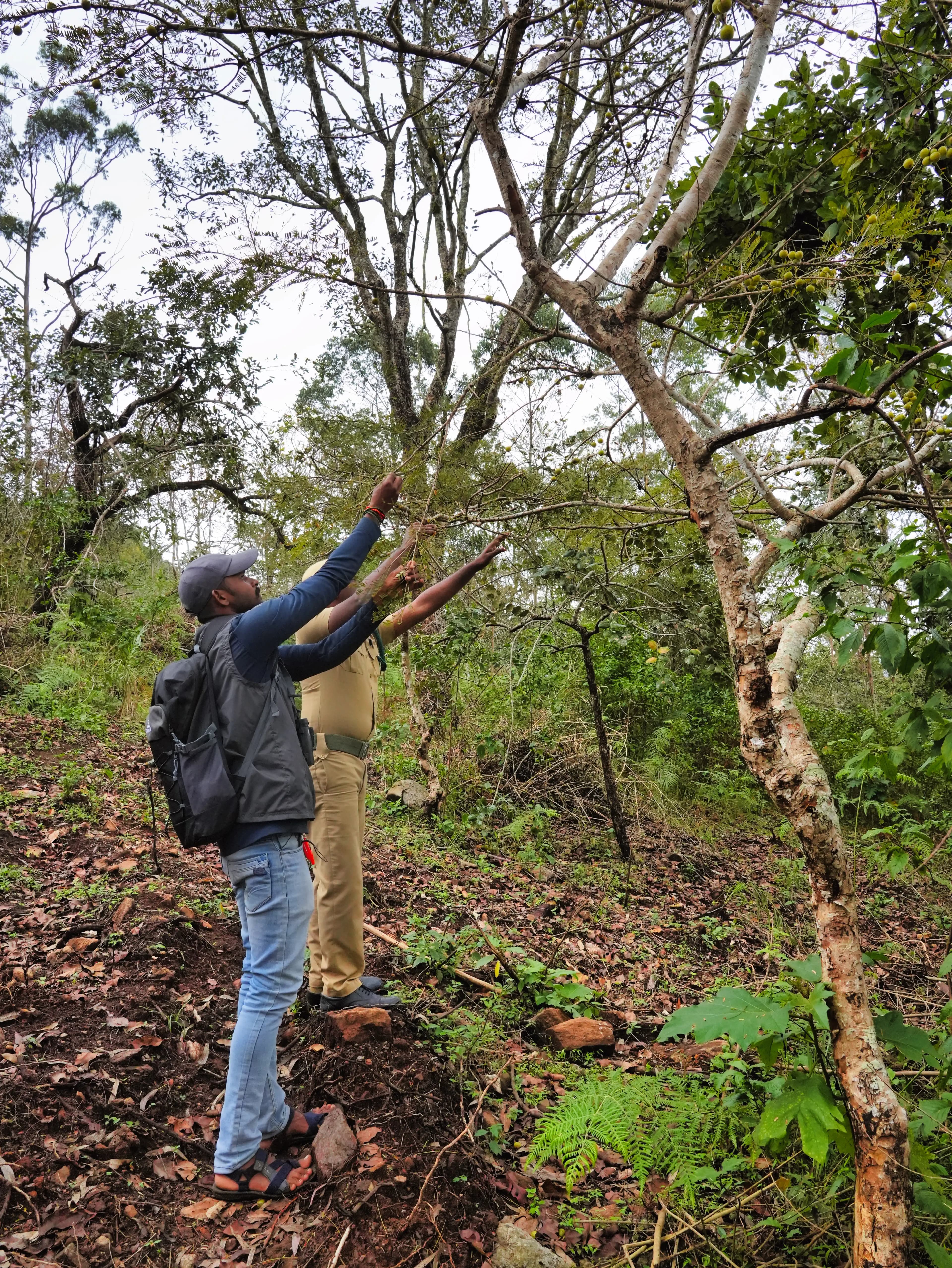 Nagalur – Sanniyasimalai Peak Trek