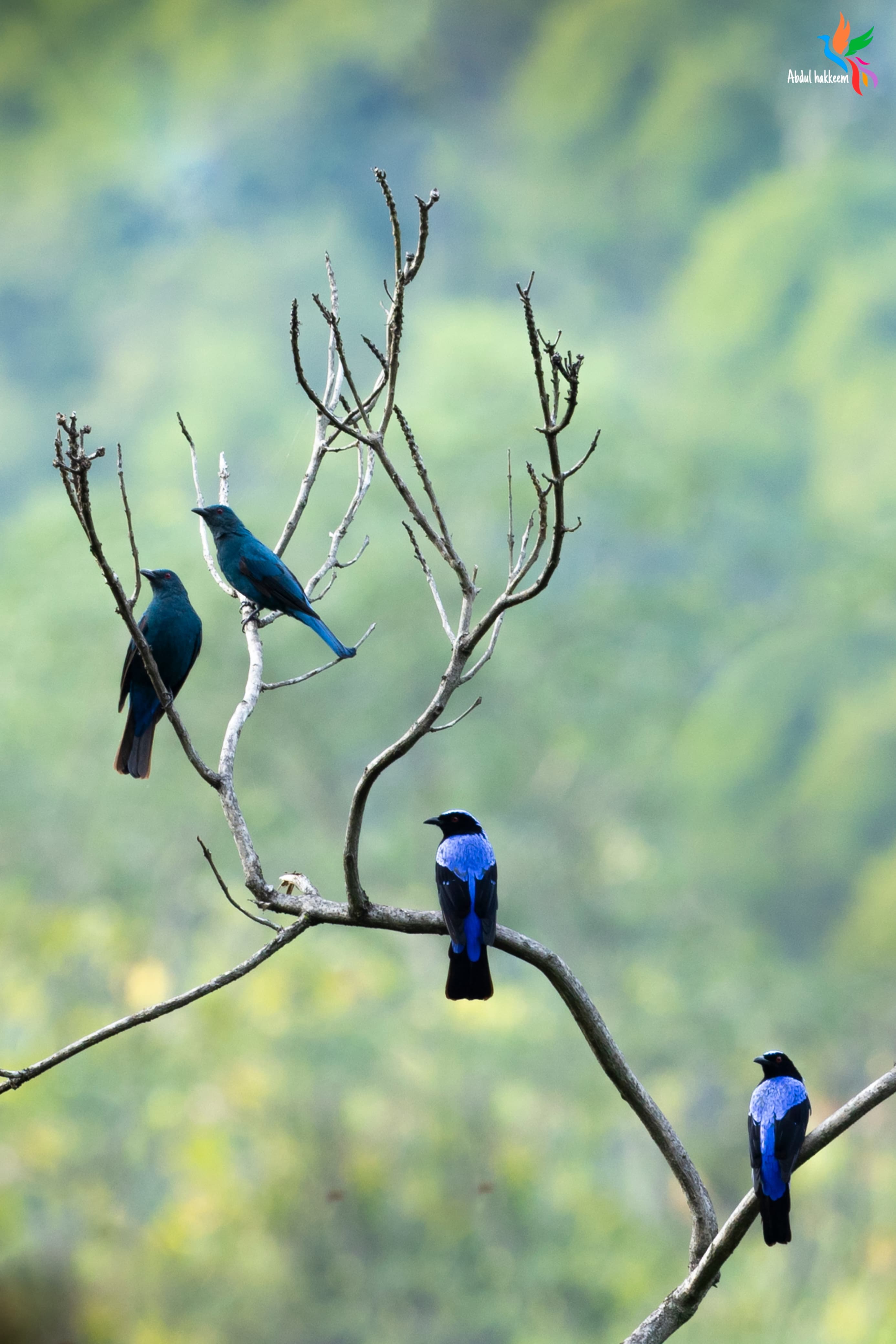 Gene Pool Nilgiris Trek – Nilgiris
