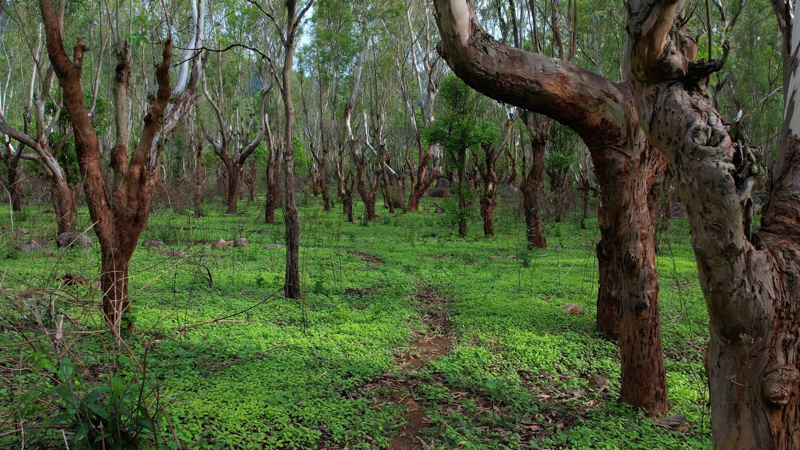 Jalagamparai Waterfall Trek