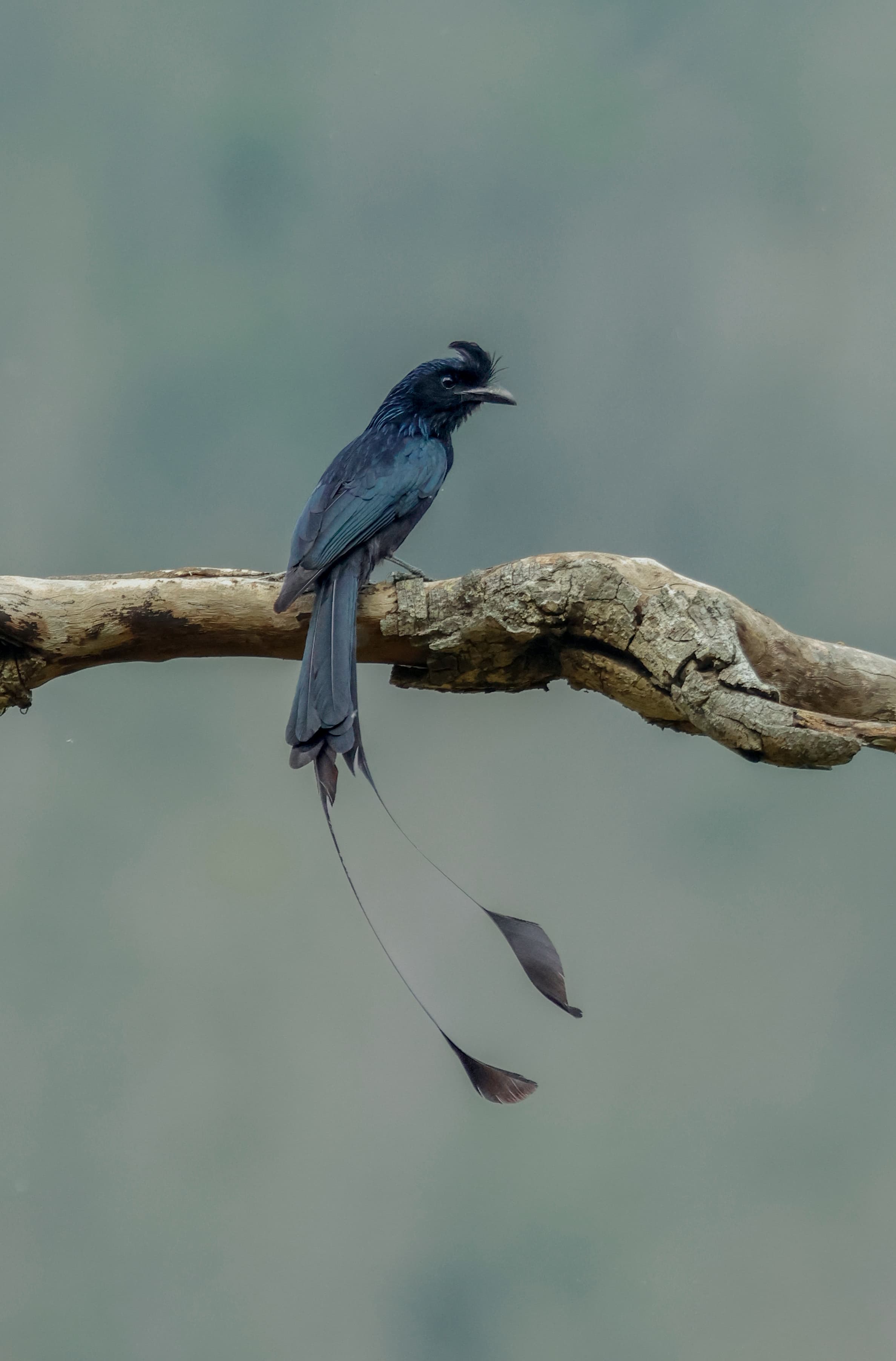 Kalikesam – Balamore Trek