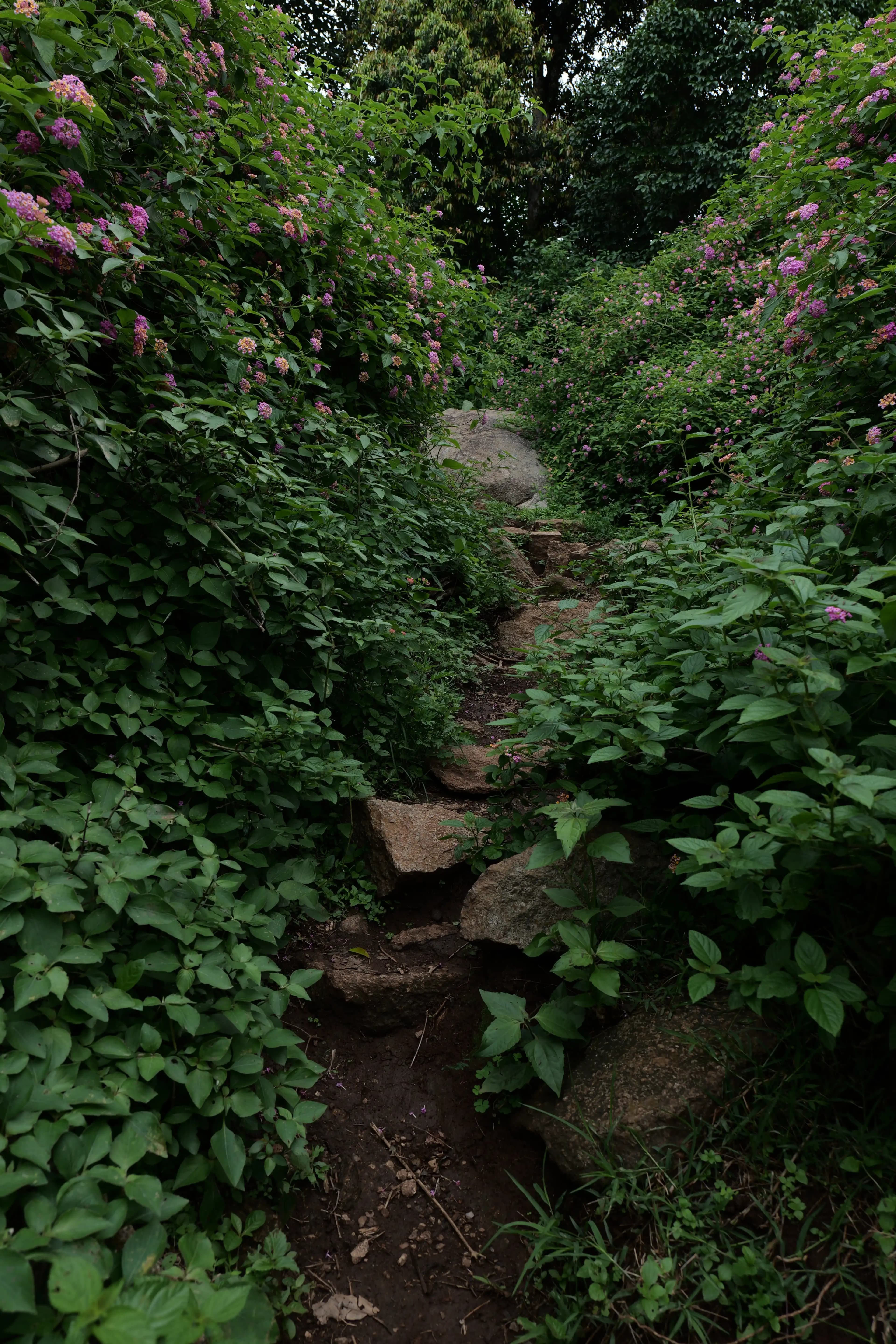 Yelagiri – Swamimalai Trek