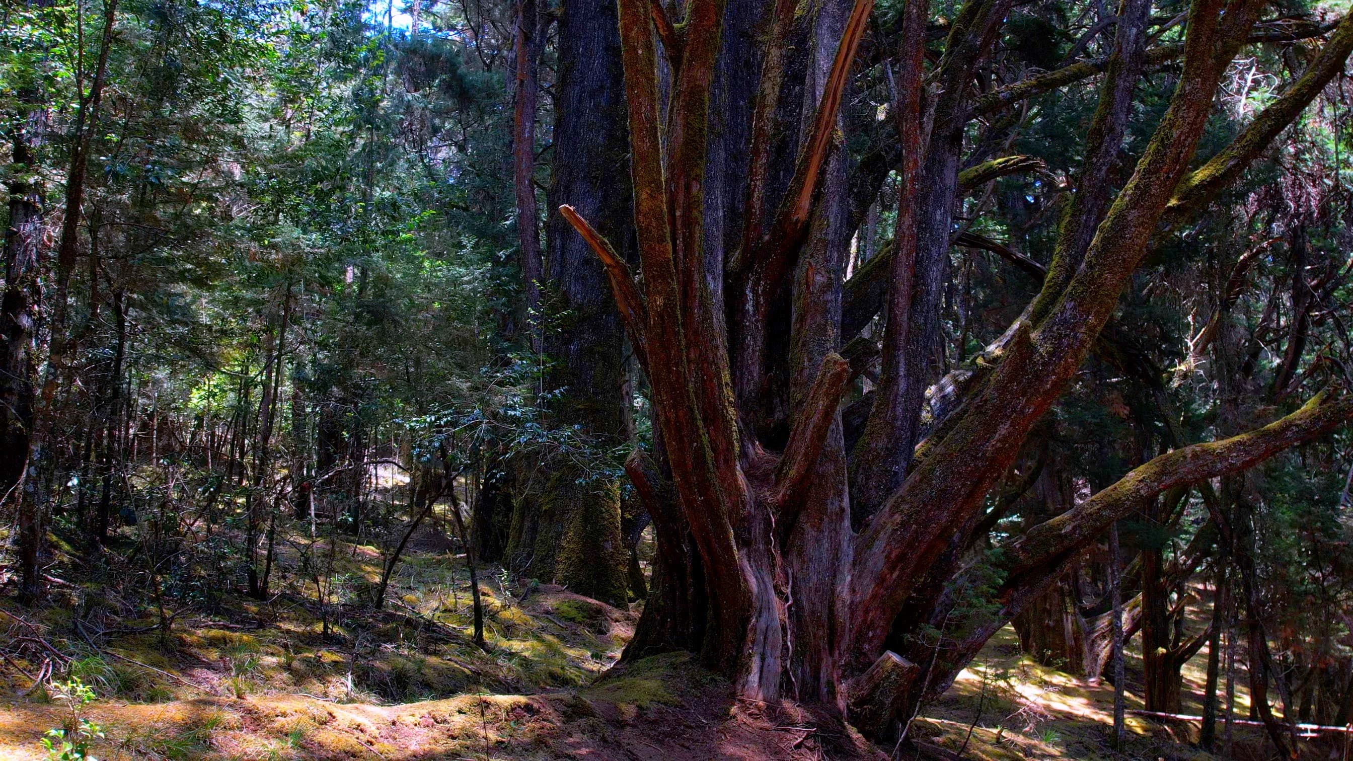 Cairn hill trek – nilgiris