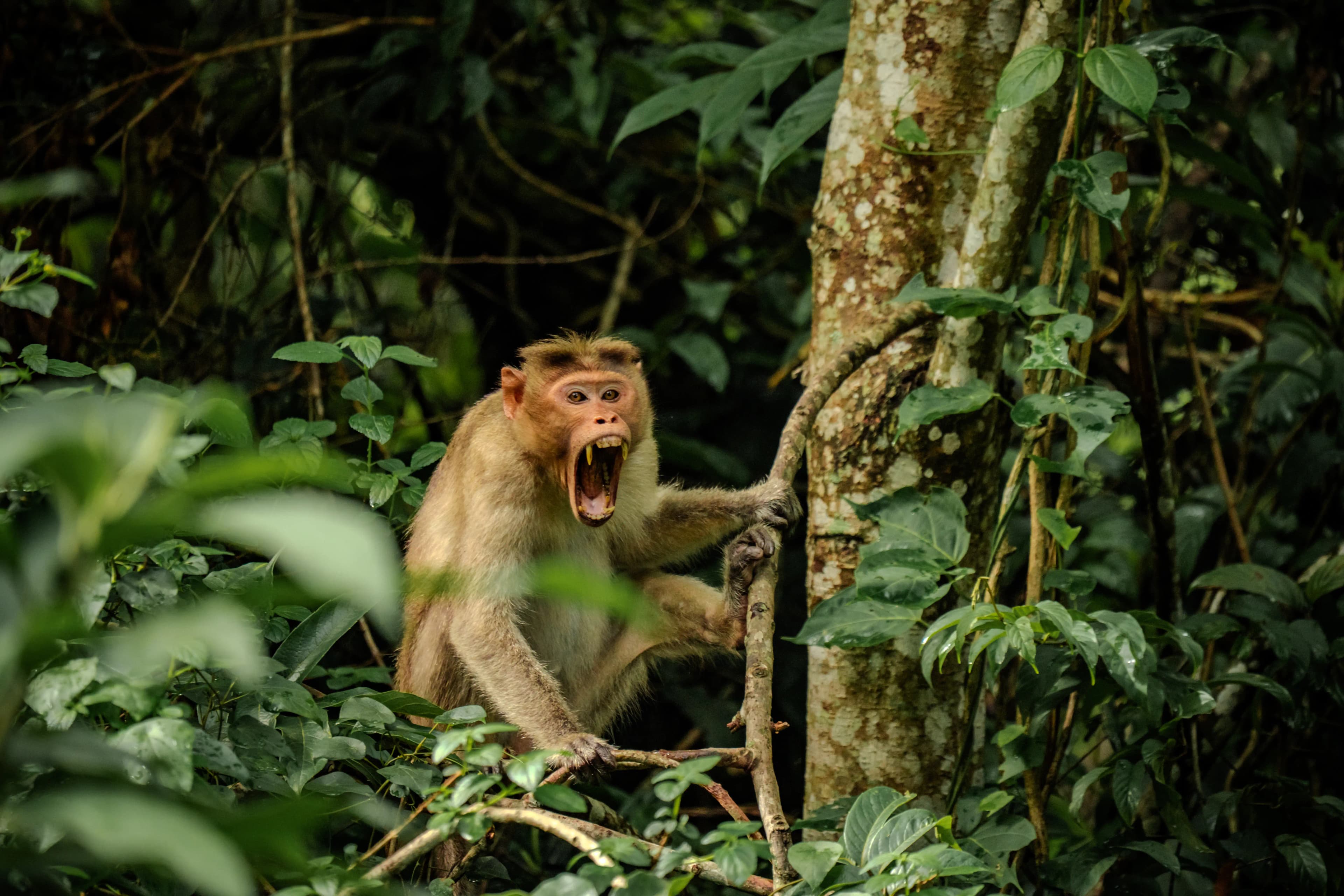Chinnar – Kottar Trek