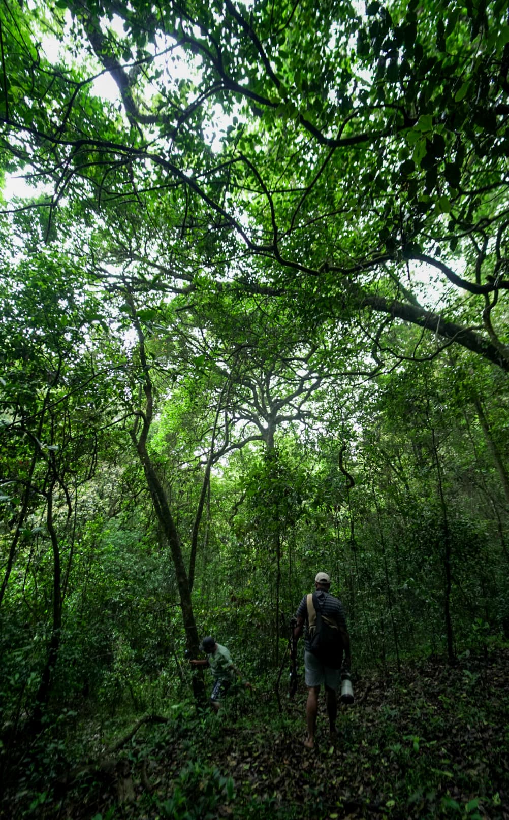Longwood Shola Trek – Nilgiris