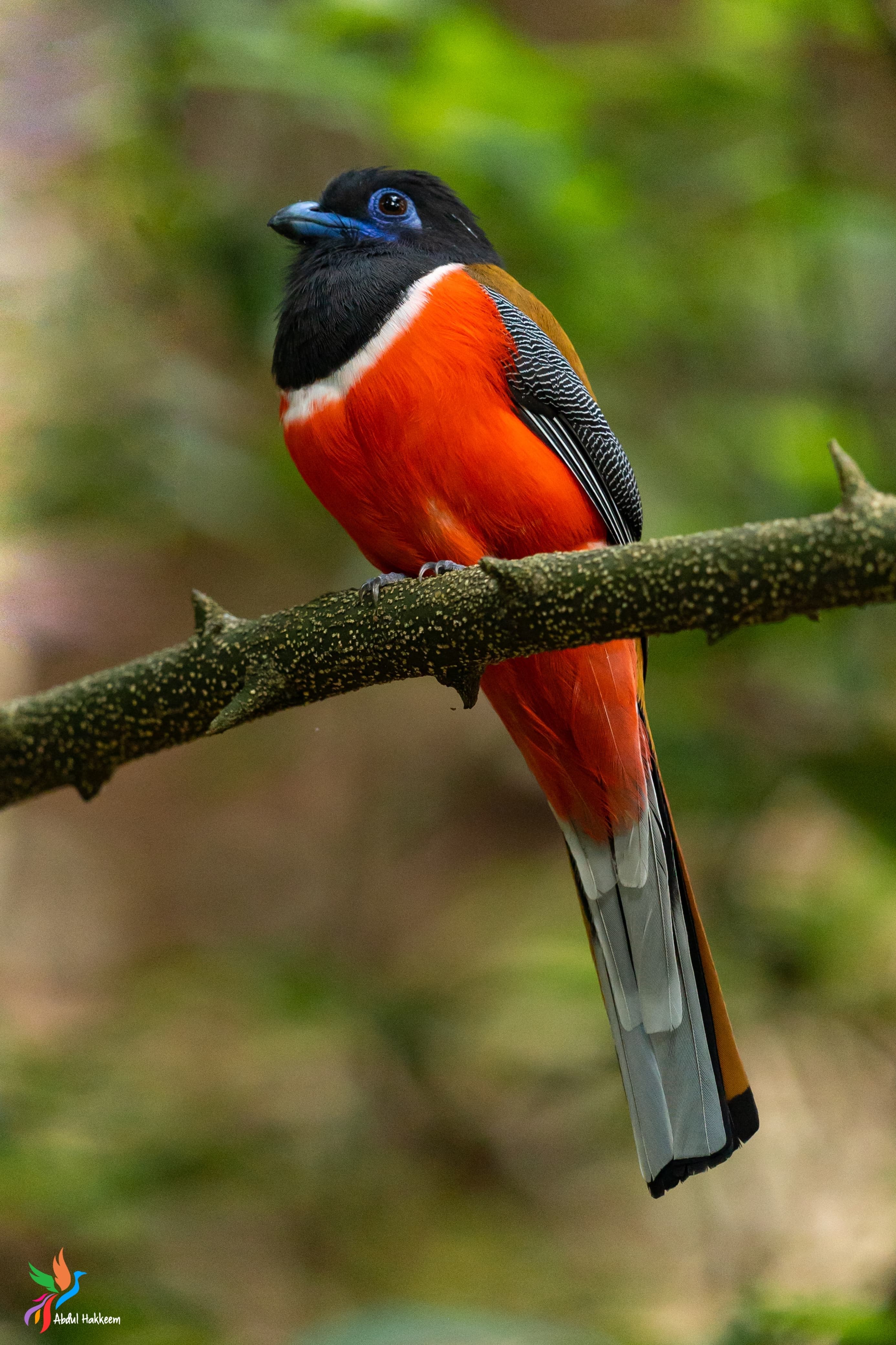Manambolly Trek, Coimbatore
