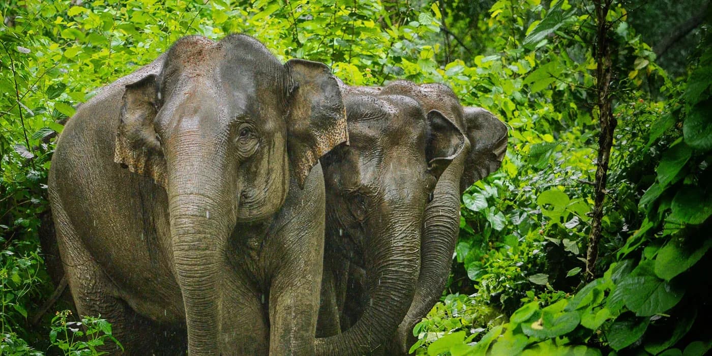 Indira Gandhi wildlife sanctuary