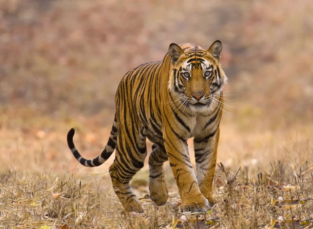 Anamalai Tiger Reserve