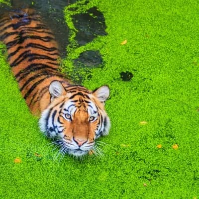 Sathyamangalam Tiger Reserve