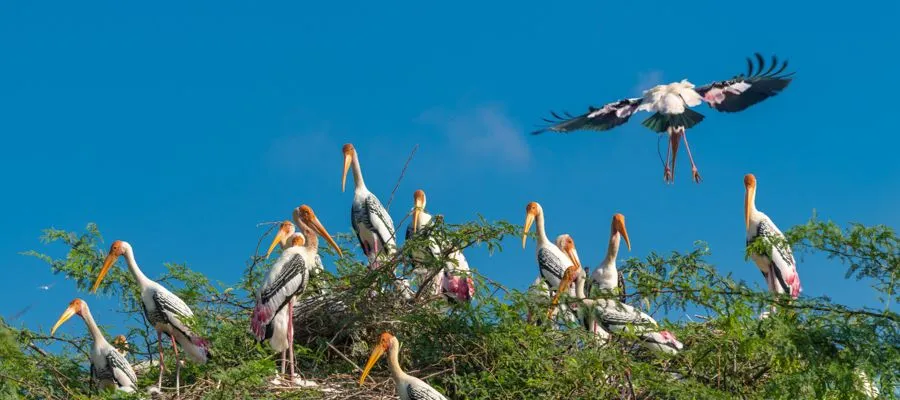 Koothangulam bird Sanctuary