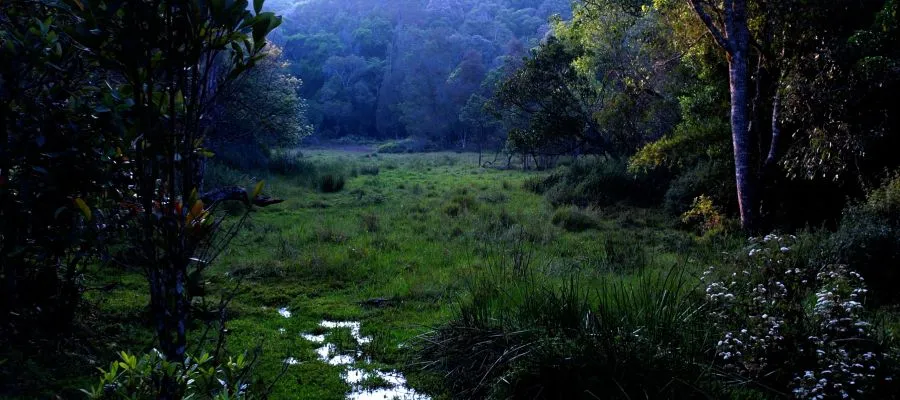 Longwood Shola Trek | Tamil Nadu Tourism