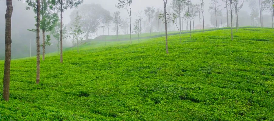 Coonoor Tea Gardens | Tamil Nadu Tourism